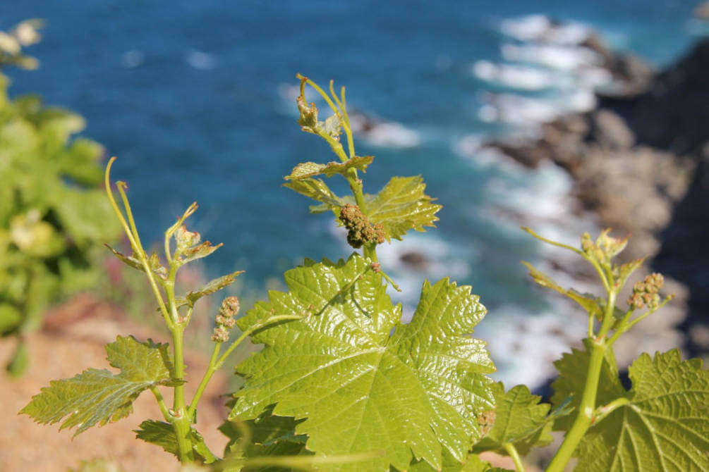 Vigne_fleur_sur mer